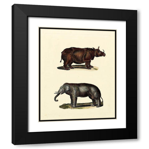 Animal Studies IV Black Modern Wood Framed Art Print with Double Matting by Vision Studio