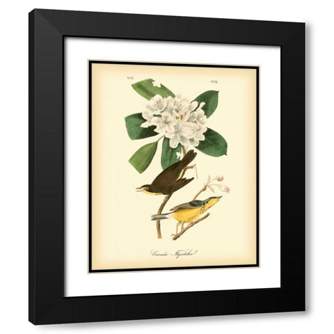 Canada Flycatcher Black Modern Wood Framed Art Print with Double Matting by Audubon, John James