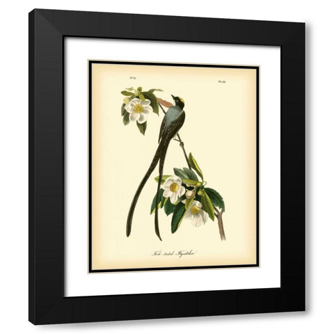 Fork-tailed Flycatcher Black Modern Wood Framed Art Print with Double Matting by Audubon, John James
