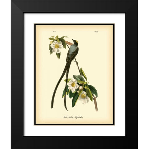 Fork-tailed Flycatcher Black Modern Wood Framed Art Print with Double Matting by Audubon, John James