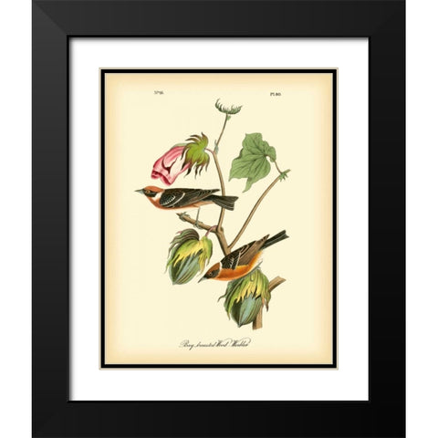 Bay Breasted Wood-Warbler Black Modern Wood Framed Art Print with Double Matting by Audubon, John James