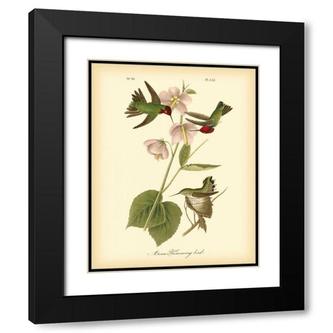 Anna Hummingbird Black Modern Wood Framed Art Print with Double Matting by Audubon, John James