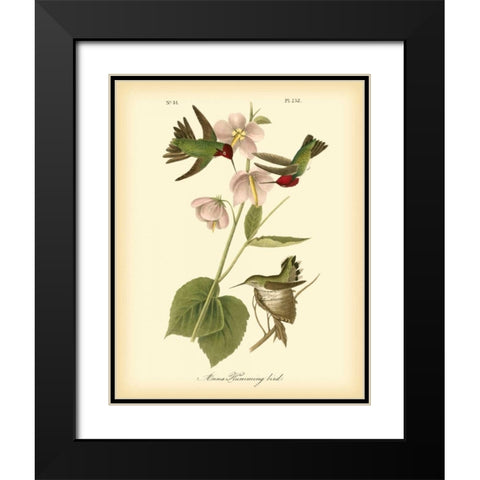 Anna Hummingbird Black Modern Wood Framed Art Print with Double Matting by Audubon, John James