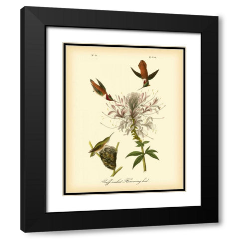 Ruff-neck Hummingbird Black Modern Wood Framed Art Print with Double Matting by Audubon, John James