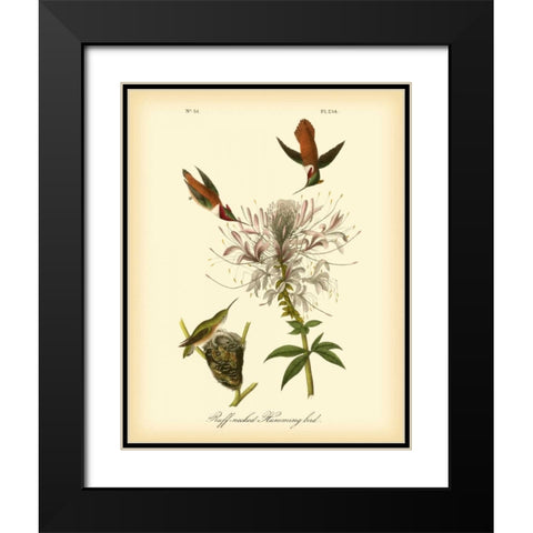 Ruff-neck Hummingbird Black Modern Wood Framed Art Print with Double Matting by Audubon, John James