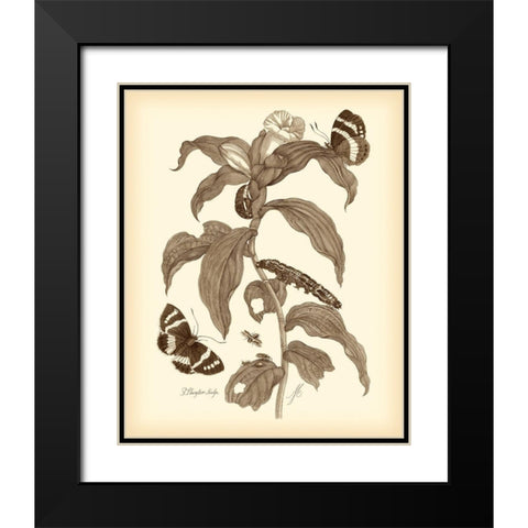 Nature Study in Sepia I Black Modern Wood Framed Art Print with Double Matting by Merian, Maria S.