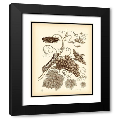 Nature Study in Sepia III Black Modern Wood Framed Art Print with Double Matting by Merian, Maria S.