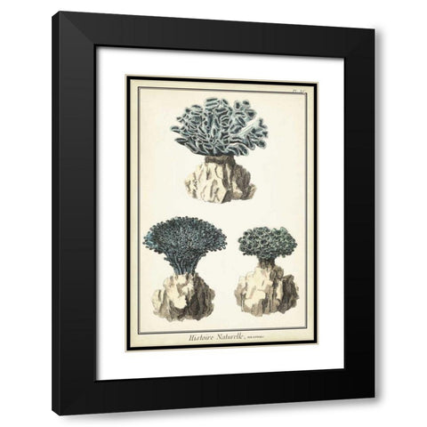 Coral Species IV Black Modern Wood Framed Art Print with Double Matting by Vision Studio