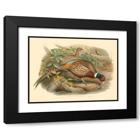 Gould Pheasants I Black Modern Wood Framed Art Print with Double Matting by Gould, John