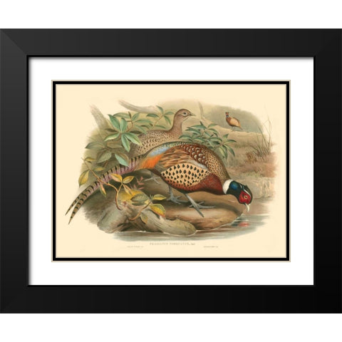 Gould Pheasants I Black Modern Wood Framed Art Print with Double Matting by Gould, John