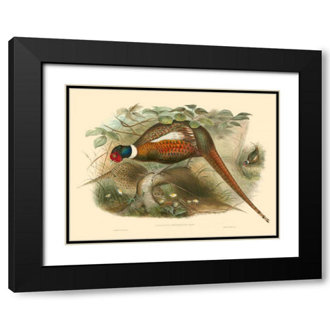 Gould Pheasants II Black Modern Wood Framed Art Print with Double Matting by Gould, John