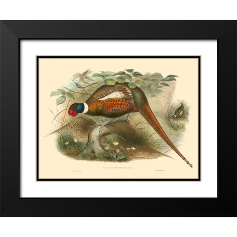 Gould Pheasants II Black Modern Wood Framed Art Print with Double Matting by Gould, John