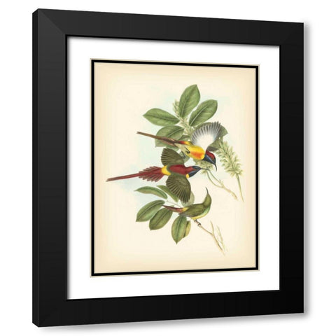 Gould Birds of the Tropics III Black Modern Wood Framed Art Print with Double Matting by Gould, John