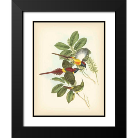 Gould Birds of the Tropics III Black Modern Wood Framed Art Print with Double Matting by Gould, John