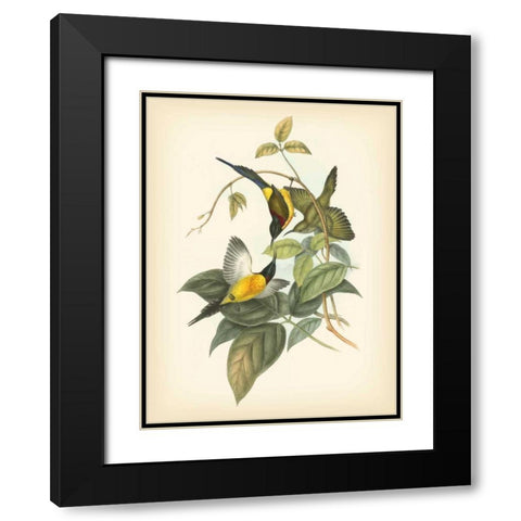 Gould Birds of the Tropics IV Black Modern Wood Framed Art Print with Double Matting by Gould, John