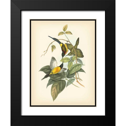 Gould Birds of the Tropics IV Black Modern Wood Framed Art Print with Double Matting by Gould, John