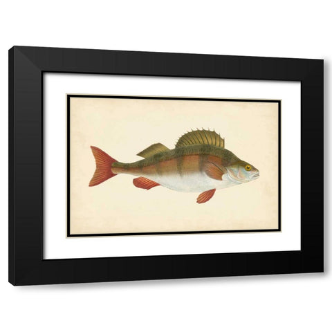 Donovan Antique Fish I Black Modern Wood Framed Art Print with Double Matting by Donovan