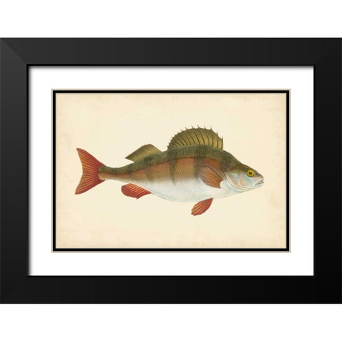 Donovan Antique Fish I Black Modern Wood Framed Art Print with Double Matting by Donovan