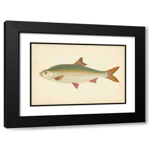 Donovan Antique Fish II Black Modern Wood Framed Art Print with Double Matting by Donovan