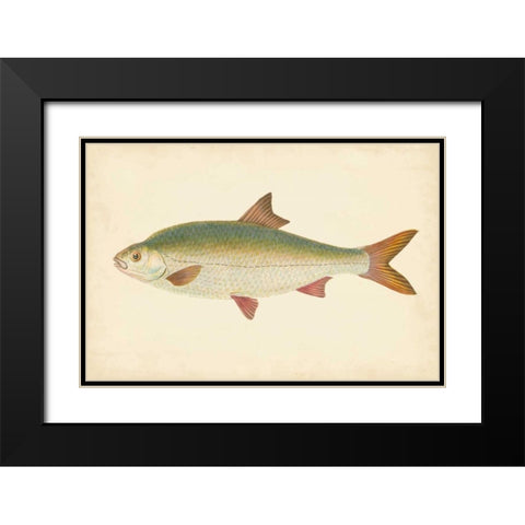 Donovan Antique Fish II Black Modern Wood Framed Art Print with Double Matting by Donovan