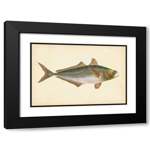 Donovan Antique Fish III Black Modern Wood Framed Art Print with Double Matting by Donovan