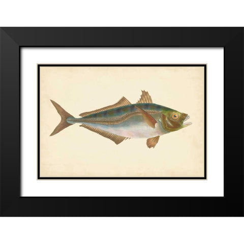 Donovan Antique Fish III Black Modern Wood Framed Art Print with Double Matting by Donovan