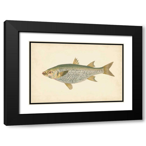 Donovan Antique Fish IV Black Modern Wood Framed Art Print with Double Matting by Donovan