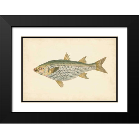 Donovan Antique Fish IV Black Modern Wood Framed Art Print with Double Matting by Donovan