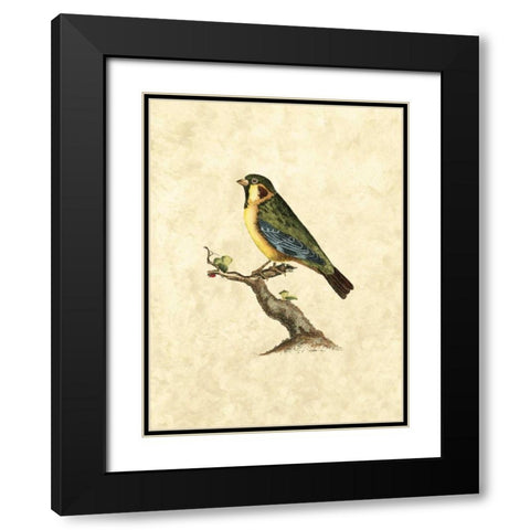 Selby Birds II Black Modern Wood Framed Art Print with Double Matting by Selby, John