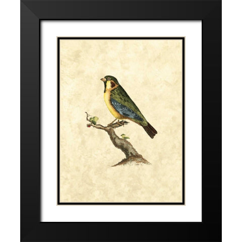 Selby Birds II Black Modern Wood Framed Art Print with Double Matting by Selby, John