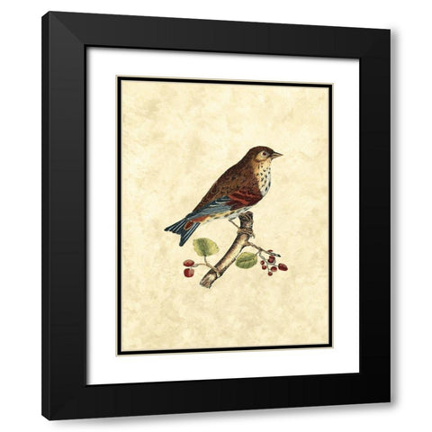 Selby Birds III Black Modern Wood Framed Art Print with Double Matting by Selby, John