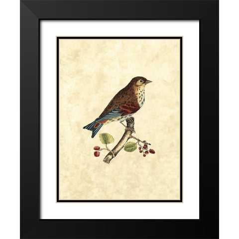 Selby Birds III Black Modern Wood Framed Art Print with Double Matting by Selby, John