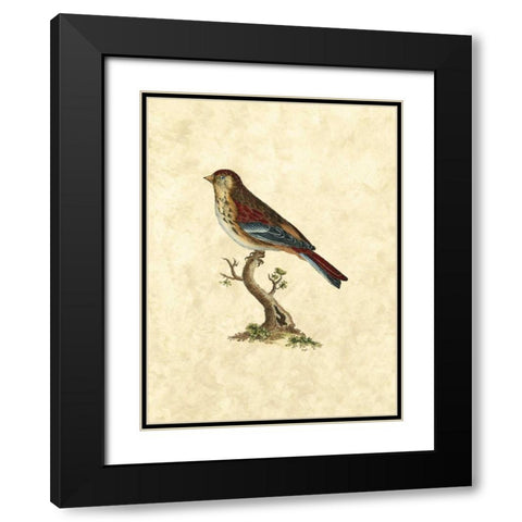 Selby Birds IV Black Modern Wood Framed Art Print with Double Matting by Selby, John