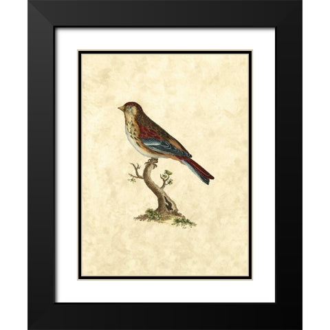 Selby Birds IV Black Modern Wood Framed Art Print with Double Matting by Selby, John