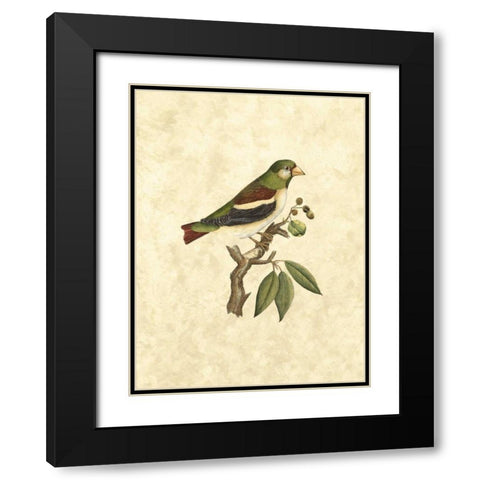 Selby Birds V Black Modern Wood Framed Art Print with Double Matting by Selby, John