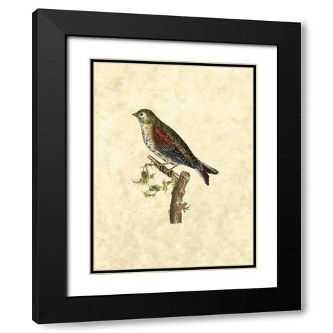 Selby Birds VI Black Modern Wood Framed Art Print with Double Matting by Selby, John
