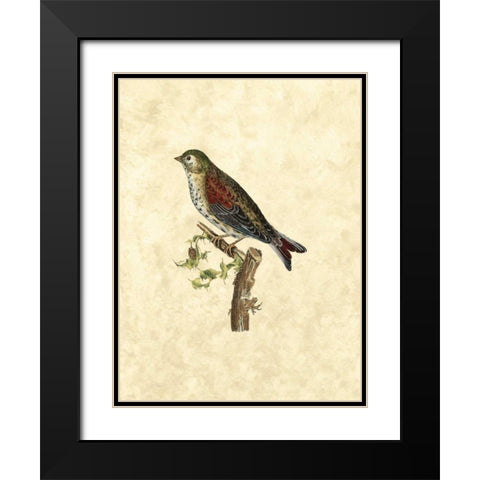 Selby Birds VI Black Modern Wood Framed Art Print with Double Matting by Selby, John