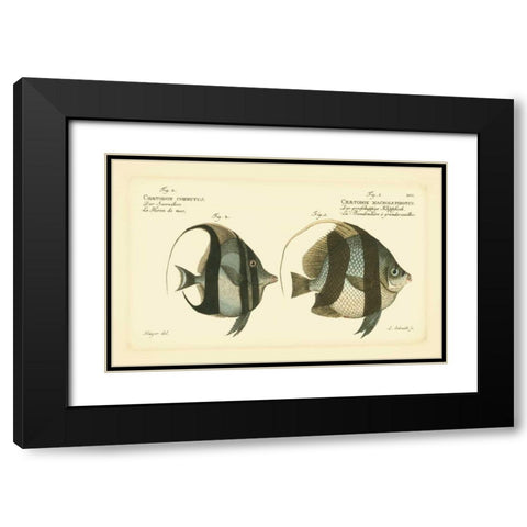 Bloch Antique Fish I Black Modern Wood Framed Art Print with Double Matting by Bloch