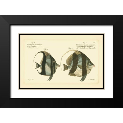 Bloch Antique Fish I Black Modern Wood Framed Art Print with Double Matting by Bloch