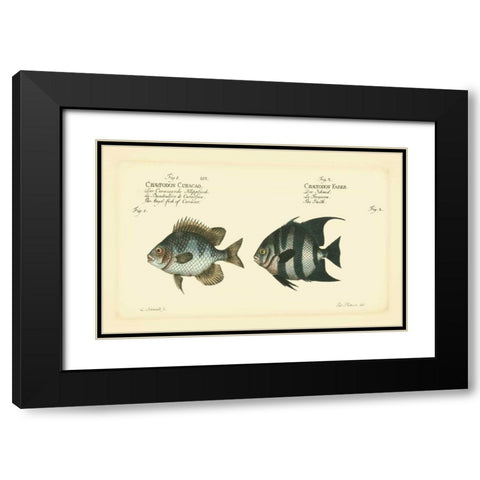 Bloch Antique Fish II Black Modern Wood Framed Art Print with Double Matting by Bloch