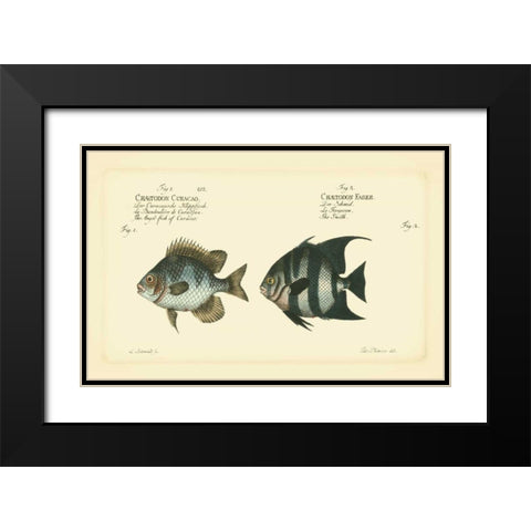 Bloch Antique Fish II Black Modern Wood Framed Art Print with Double Matting by Bloch