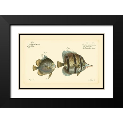 Bloch Antique Fish III Black Modern Wood Framed Art Print with Double Matting by Bloch