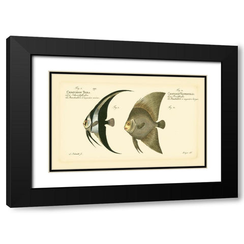 Bloch Antique Fish IV Black Modern Wood Framed Art Print with Double Matting by Bloch