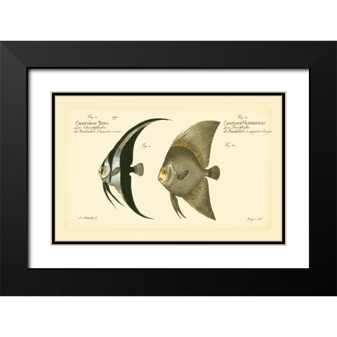 Bloch Antique Fish IV Black Modern Wood Framed Art Print with Double Matting by Bloch