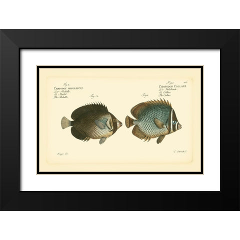 Bloch Antique Fish V Black Modern Wood Framed Art Print with Double Matting by Bloch