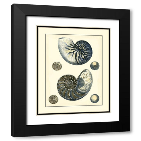 Antique Blue Nautilus Black Modern Wood Framed Art Print with Double Matting by Vision Studio