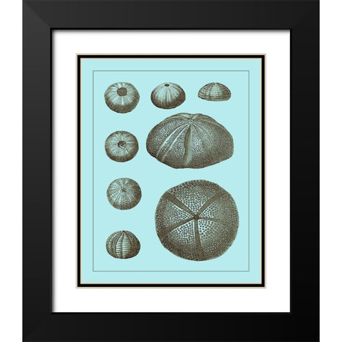 Tinted Shells on Aqua II Black Modern Wood Framed Art Print with Double Matting by Vision Studio