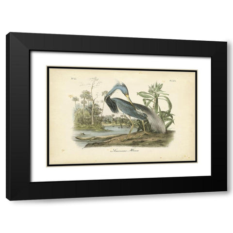 Audubons Louisiana Heron Black Modern Wood Framed Art Print with Double Matting by Audubon, John James