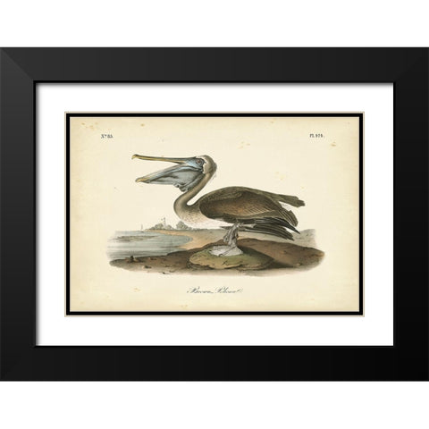 Audubons Brown Pelican Black Modern Wood Framed Art Print with Double Matting by Audubon, John James