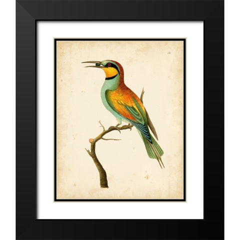 Nodder Tropical Bird I Black Modern Wood Framed Art Print with Double Matting by Nodder, Frederick P.